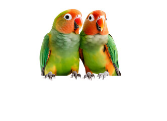 Fototapeta na wymiar a pair of cute little green and red / orange lovebirds sitting side by side close to each other on a white panel, bird /pet, wildlife or exotic isolated branding design element, generative AI