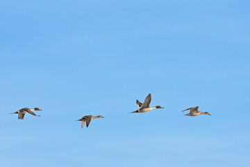 Migratory northern pintail ducks cruise through a beautiful Alaska spring morning on their way to Arctic breeding grounds.