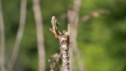 自然に生えるタラの芽