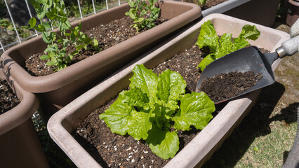 サンチュを育てる｜プランターで家庭菜園　イメージ