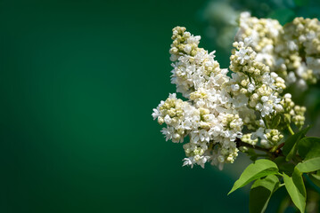 White lilac blooms on a branch on a green background. Selective focus, soft focus. Space for text.