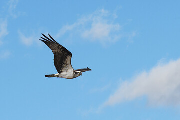 Osprey in flight with clouds in the background