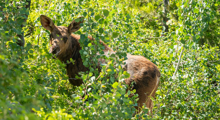 Moose Calf With Ears Extended Stands In Bushes Along Jenny Lake Trail