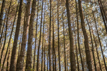Pine forest when springtime that on the track for hiking mountain. The photo is suitable to use for adventure content media, nature poster and forest background.