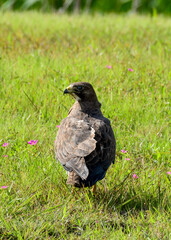 Hawk at South Point Texas