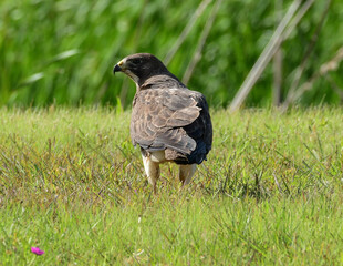 Hawk eating its pray on the ground