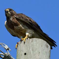 Hawk on a pole