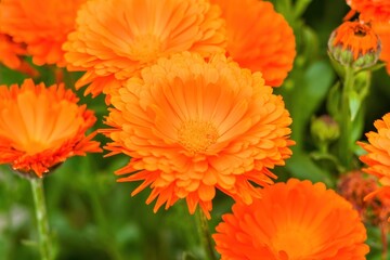 光を浴びて輝く満開の鮮やかなオレンジ色のキンセンカ