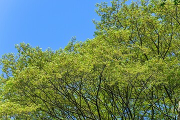 青空バックに見る光を浴びて輝く新緑の若葉
