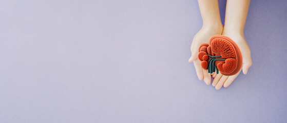 Hands holding kidney shaped paper, world kidney day, Organ Donor Day, Chronic kidney disease concept