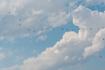 Cormorants Flying In V-Formation Against A Blue And Cloudy Sky
