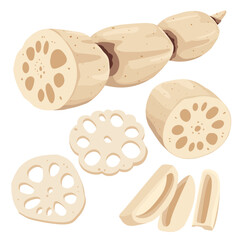 Vector Illustration of Lotus Roots