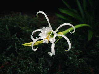 White flower in the garden