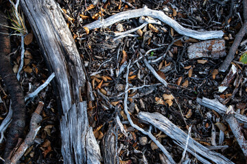 Photo texture of autumn branches