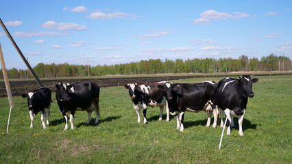 cows graze in the meadow