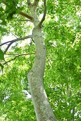 Aphananthe aspera (Muku tree) fresh green.
Cannabaceae deciduous tree. Leaves have a rough surface Used for polishing lacquerware.