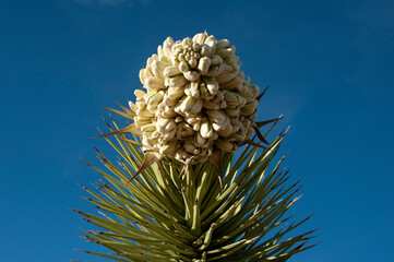 Joshua Tree flower. Yucca brevifolia is a plant species belonging to the genus Yucca. It is tree-like in habit, which is reflected in its common names. Joshua tree. - 601225302