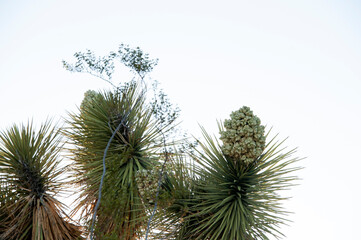 Joshua Tree flower. Yucca brevifolia is a plant species belonging to the genus Yucca. It is tree-like in habit, which is reflected in its common names. Joshua tree. - 601225316