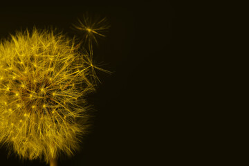 Dandelion flower on dark color background