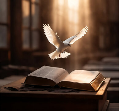 Dove flying over an open book at sunset stock photo.