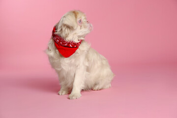 Cute Pekingese dog with bandana on pink background. Space for text