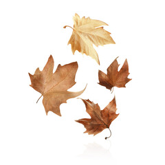 Different autumn leaves falling on white background