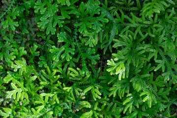 Selaginella is the sole genus in the family Selaginellaceae, the spikemosses or lesser clubmosses, a kind of vascular plant.