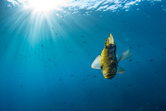 A calico bass close up in the pacific ocean near Avalon, Catalina Island, in Southern California.