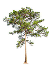 Tropical  plant bush shrub green pine tree  on isolated on white background with clipping path.