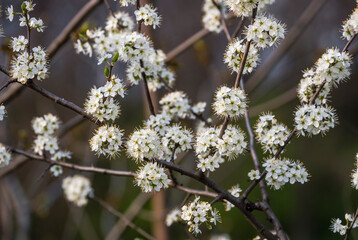 Beautiful Prunus spinosa blossoms in spring.  Close-up of white blackthorn flowers blooming in a garden. White flowers on branches, selective focus
