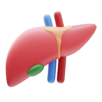 Liver 3d Icon