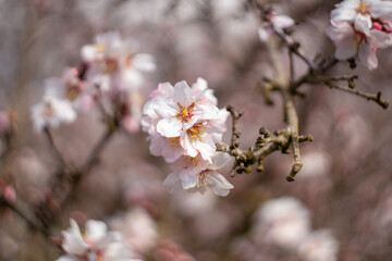 Almond flowers close up, on a tree near Fresno, California.