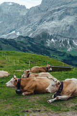 Fototapeta na wymiar Resting cows in the swiss alps