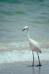 Adult snowy egret (Egretta thula) bird walking on sand in tidal estuary, Gulf of Mexico, Florida, North America