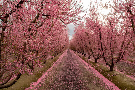 A peach orchard in bloom, near Fresno, California.