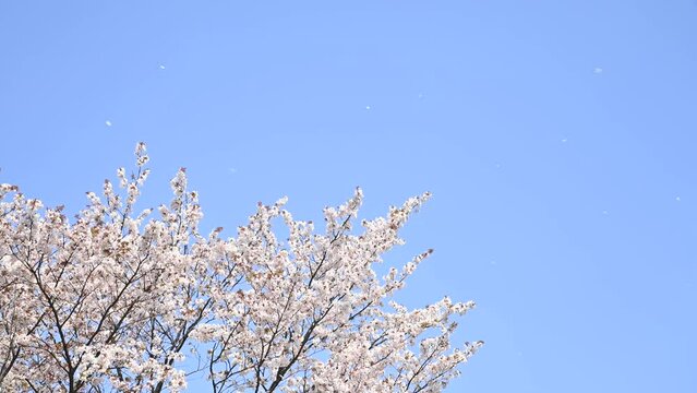 青空と風に揺れる桜（桜吹雪も舞っています）