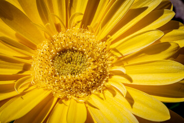 Macro Shot of a Yellow Gerbera