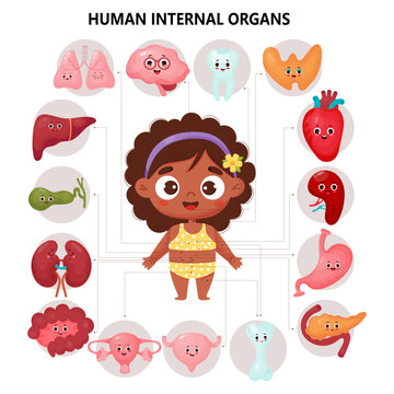 Female Organs Cartoon Characters. Anatomy Human Body. Medical Kids Educational Infographic With Cute Black Ethnic Girl. Visual Scheme Internal And Locations Organs. Vector Illustration