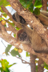 Natural portrait of baby monkey on a tree branch