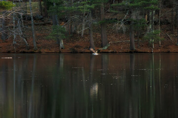 An osprey flying low above a pond