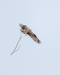 An osprey flying while holding a branch to build a nest