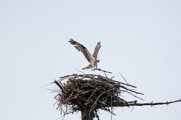 An osprey dropping a branch on a nest
