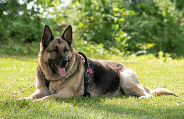 Aging German Shepherd dog