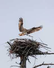 An osprey dropping a branch on a nest

