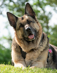 Curious German Shepherd dog