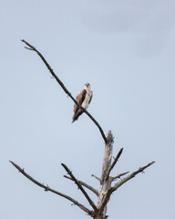 Fototapeta na wymiar An osprey perched on a tree branch