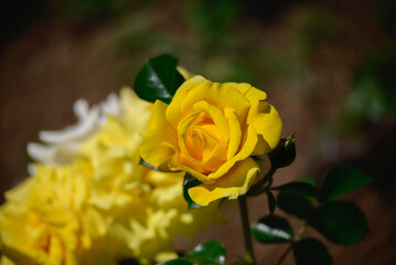 5月の谷津バラ園