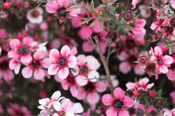 Obraz premium Manuka Flowers (Leptospermum scoparium)