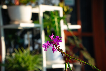 Purple orchid flowers on the long stem in home garden with defocused background