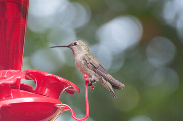 So Cal Hummingbird in Summer